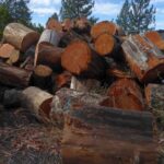 Rural Revolution: Putting up firewood