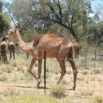 Why the U.S. Army Used Camels in the Southwest