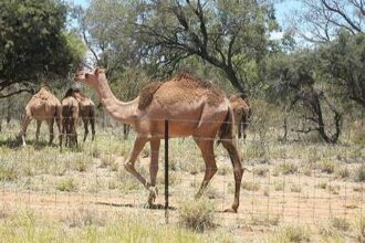 Why the U.S. Army Used Camels in the Southwest