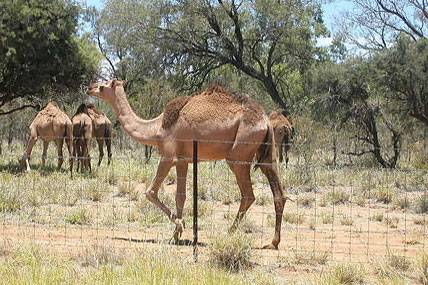 Why the U.S. Army Used Camels in the Southwest
